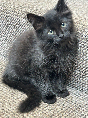 Black mixed Ragdoll kittens