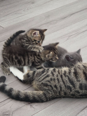 4 beautiful Kittens for sale