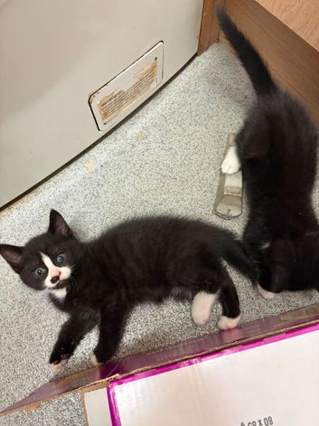 5 kittens for sale