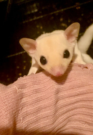 Ruby red eye baby sugar gliders