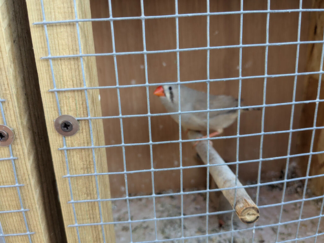 Baby Zebra finches (Sold)