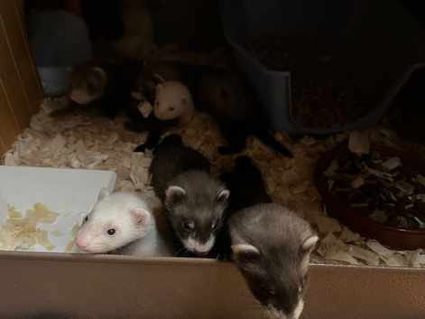 Polecat / ferret