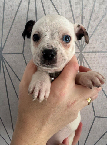 American Bulldog x Chihuahua