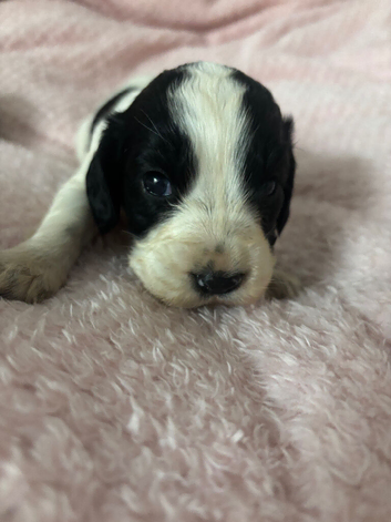 cocker spaniel pups for sale