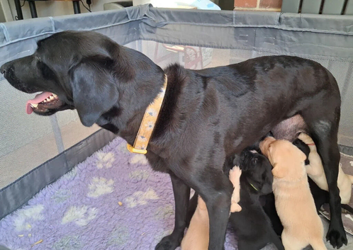 KC reg HEALTH TESTED LAB PUPPIES