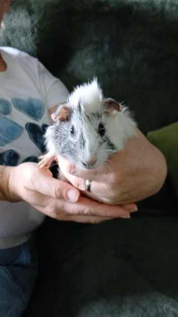 Baby guinea pig