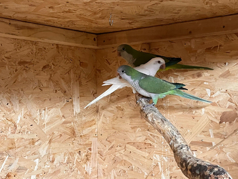 Quaker Parrots