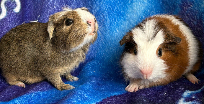 2 gorgeous guinea pigs