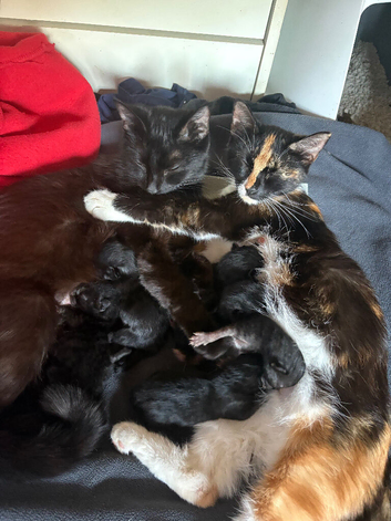 4 gorgeous black female kittens.