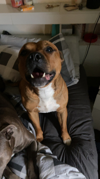 Looking to stud my red boy be his first time