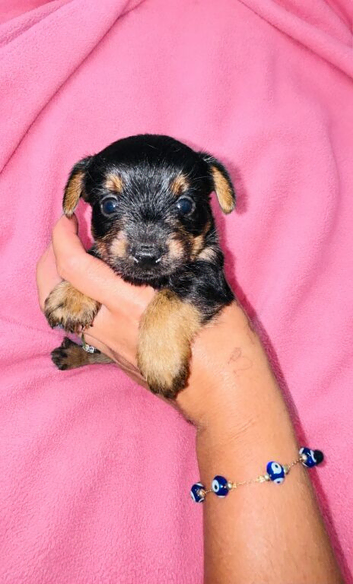 5 Yorkshire terrier puppies