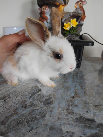 Baby lops