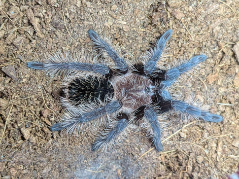 Curly hair tarantulas (various sizes)