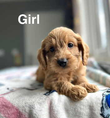 Maggie litter of lovely cockapoo puppies