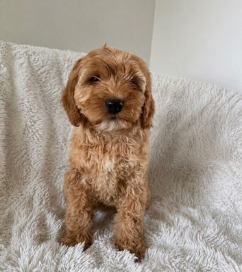 Beautiful golden Cockapoo female