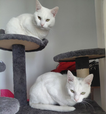 MALE AND FEMALE