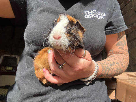 Beautiful Baby Guinea Pigs Mixed Colour Male & Femal