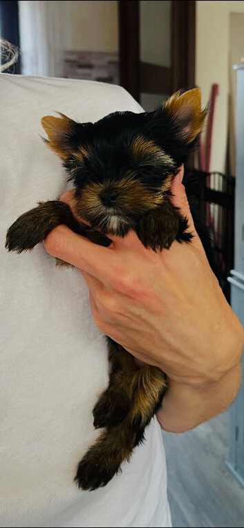 DISTINGUISHED KC DNA MINIATURE YORKSHIRE TERRIER
