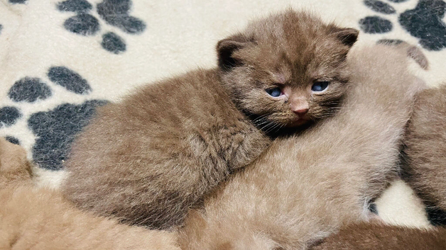 Chocolate/cinnamon boys ready to reserve