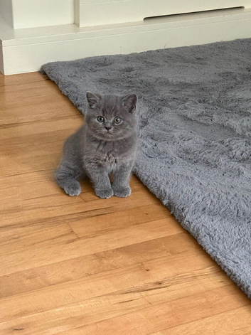 British Shorthair