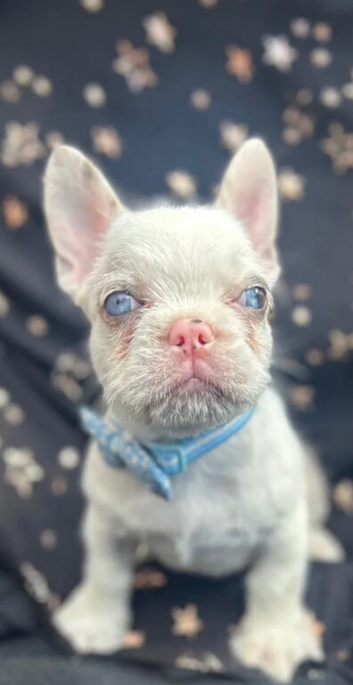 Puppy for sale