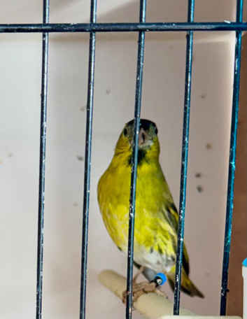 2025 Normal Siskin Male