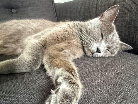 Yuna needs a forever home