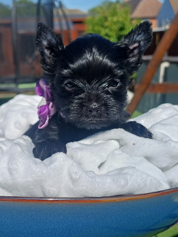 Ready go new homes! Rare Black Yorkshire Terrier