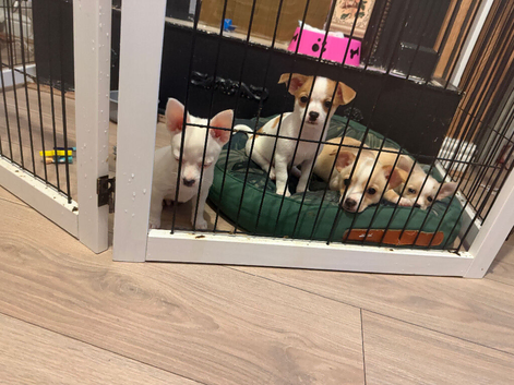 Chihuahua puppies cross