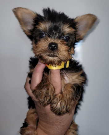 Yorkshire terrier puppies