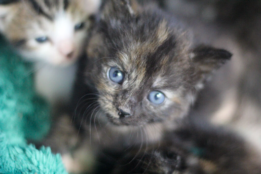 Kittens for new homes