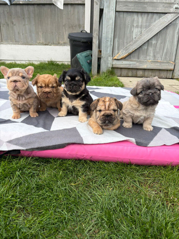 Fluffy big rope french bulldogs