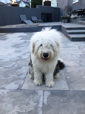 Old English, sheep, dog