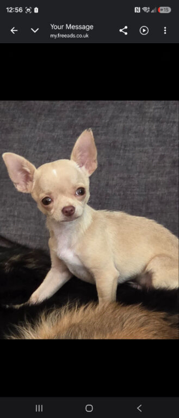 Male 8 months old TINY chi