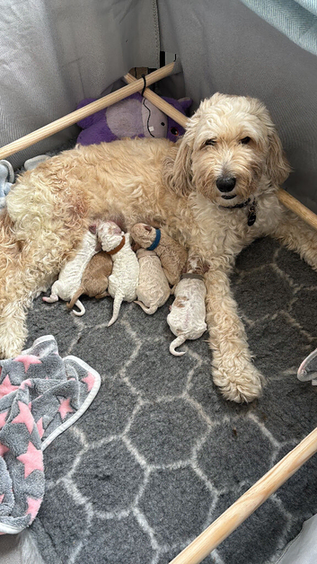 Beautiful mini Goldendoodle s