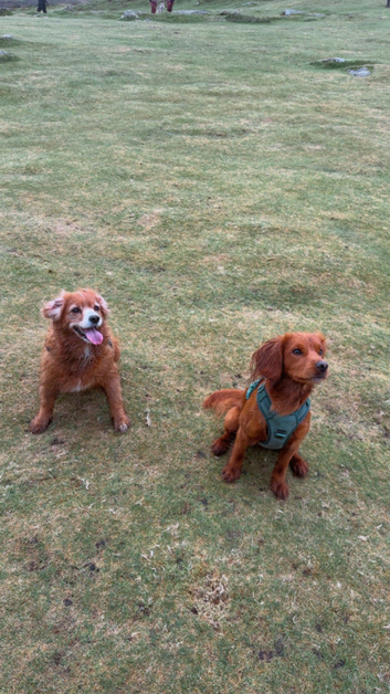 Red cocker spaniel stud available