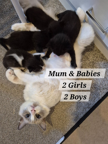 RAGDOLL X KITTENS 2X GIRLS 2X BOYS