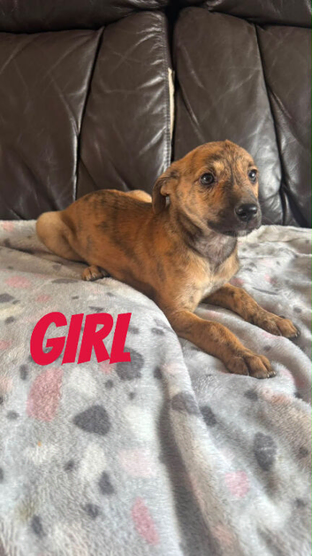 COLLIE X WHIPPET PUPPIES FOR SALE!