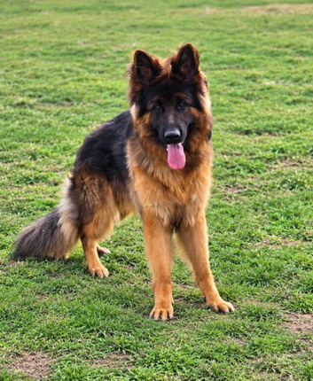 Lovely long coat male 15 months