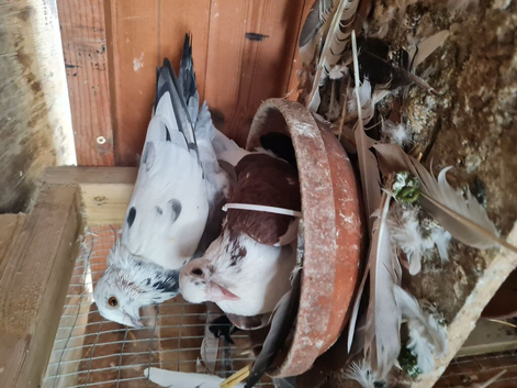 Raceing pigeons