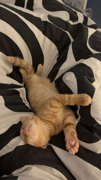 Cats for Rehome