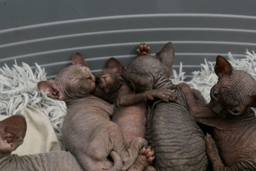 Gorgeous Sphynx Kittens