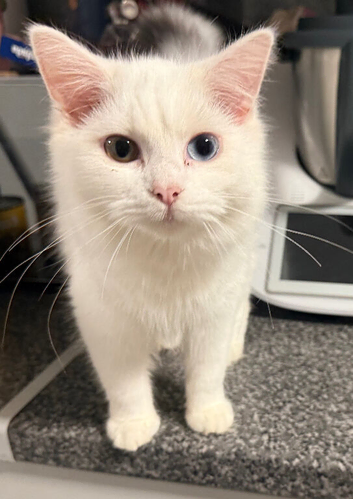 Beautiful 6-Month-Old Female Kitten Looking for a Loving Home