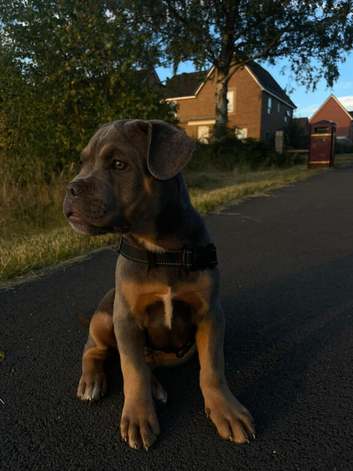 shar pei cross dogue de bordeaux&nbsp;