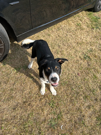 Border collie puppy