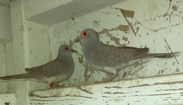 Diamond doves