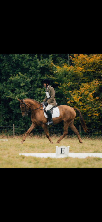 15hh 4yo mare