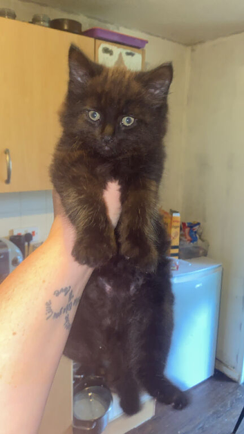 9 week old kitten