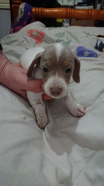 2 litters due around 22nd July