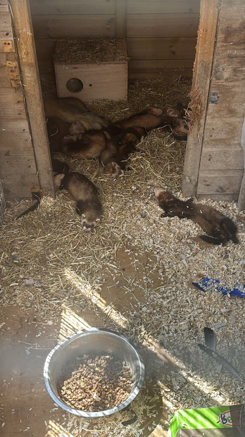 Two boy ferrets